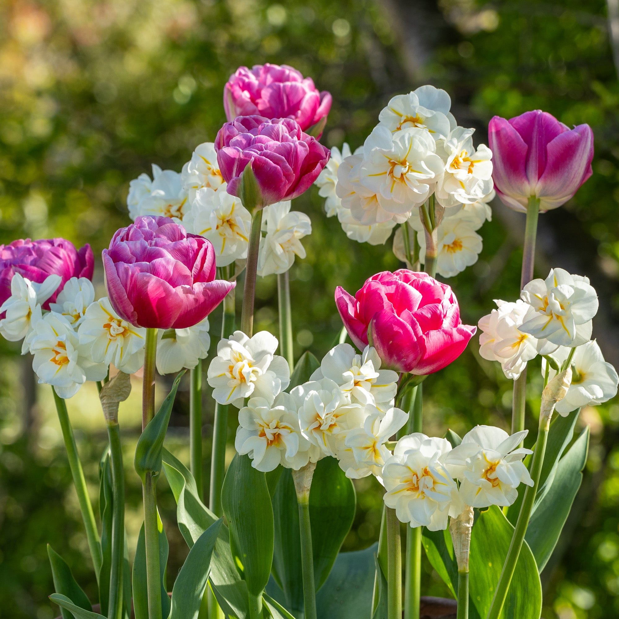 Fashionist' - lökblandning